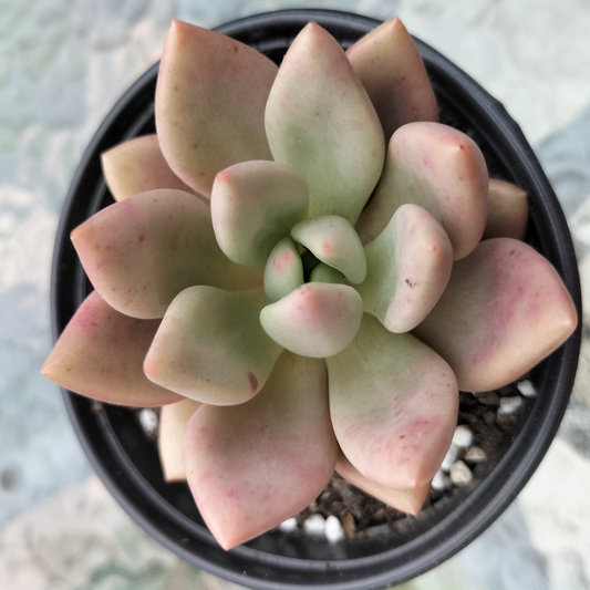 Echeveria 'ebony x Graptopetalum amethystinum'