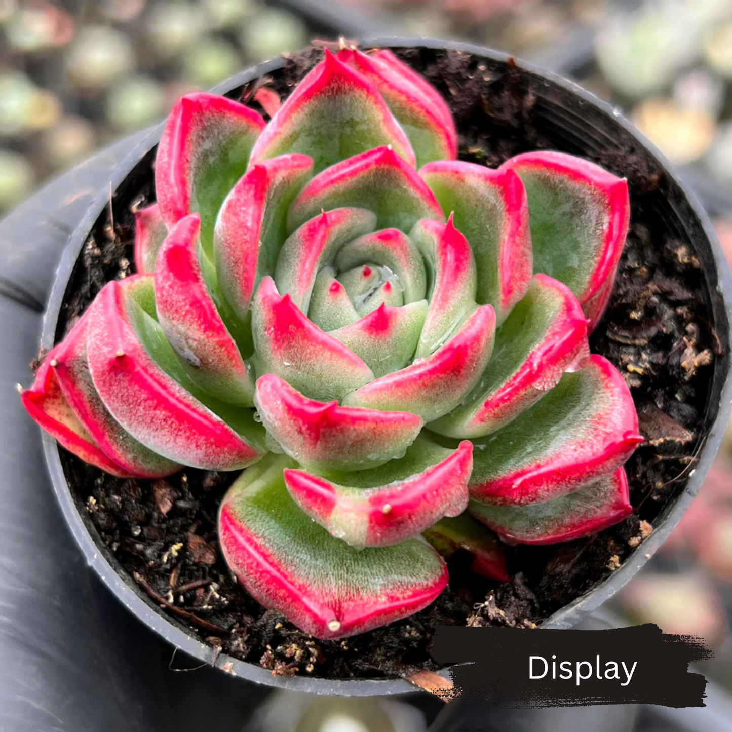 Echeveria agavoides 'Floriana'
