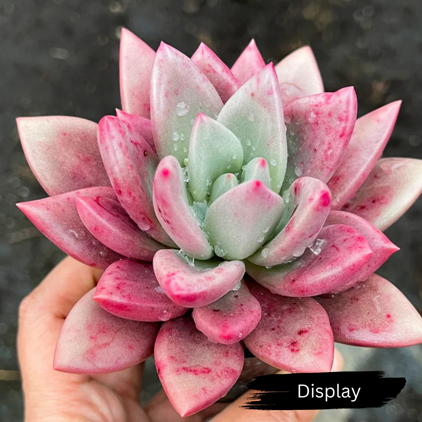Echeveria 'ebony x Graptopetalum amethystinum'