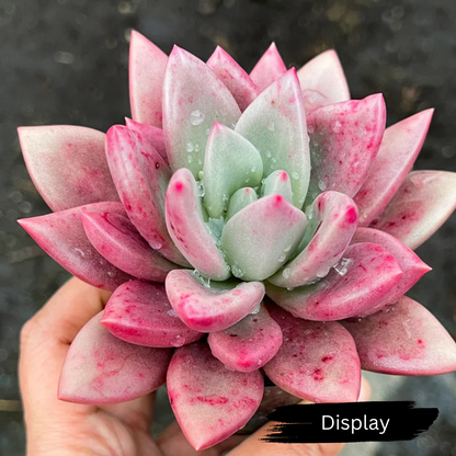 Echeveria 'ebony x Graptopetalum amethystinum'