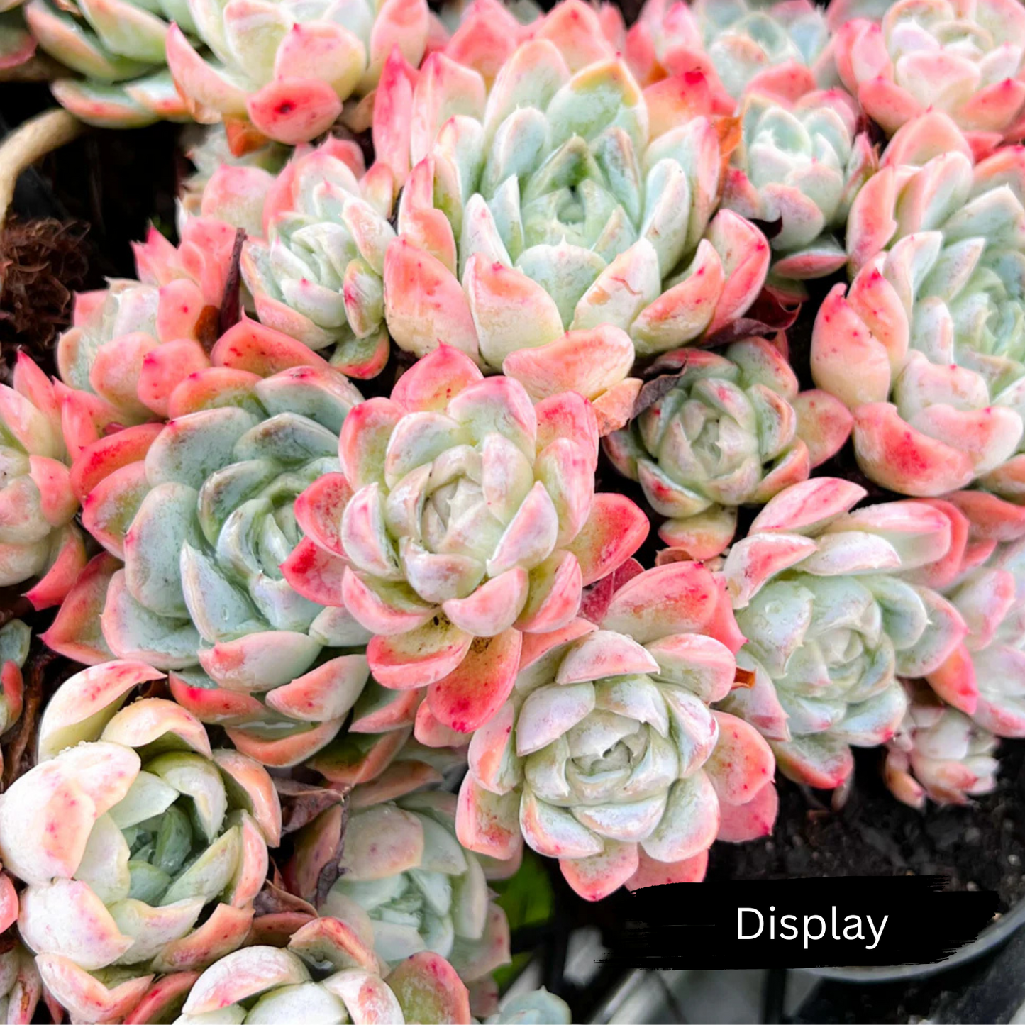 Echeveria 'Elgans' (Mexican Snowball)