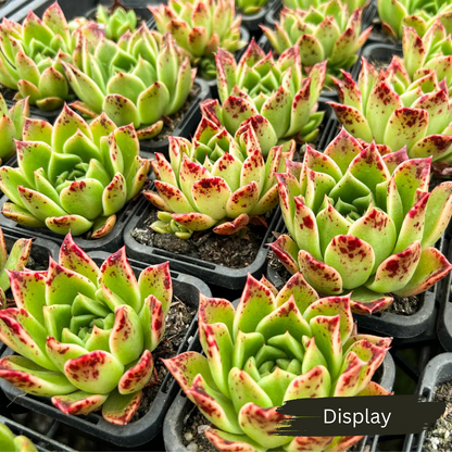 Echeveria 'Elizabeth' "Korean Form"