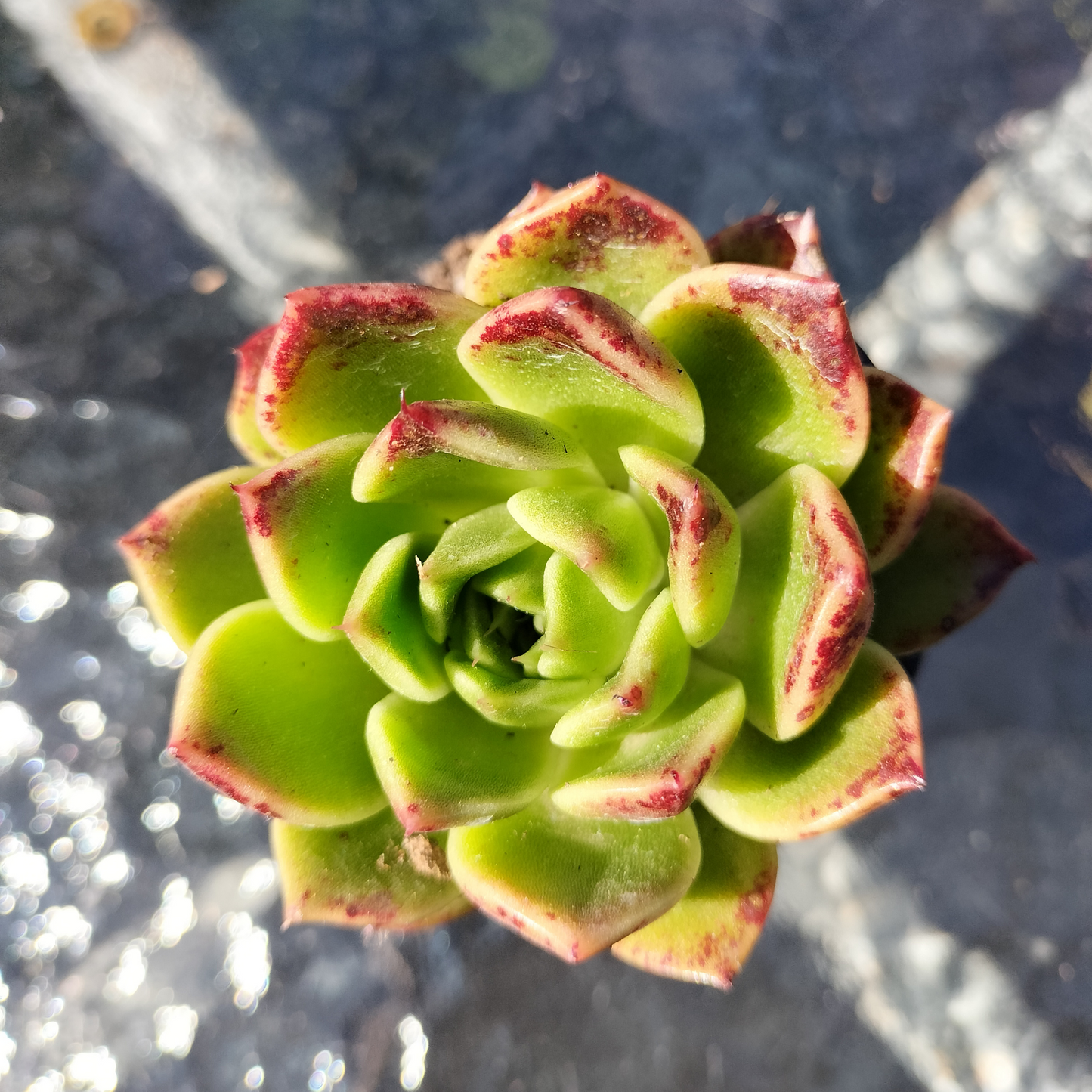 Echeveria 'Elizabeth' "Korean Form"