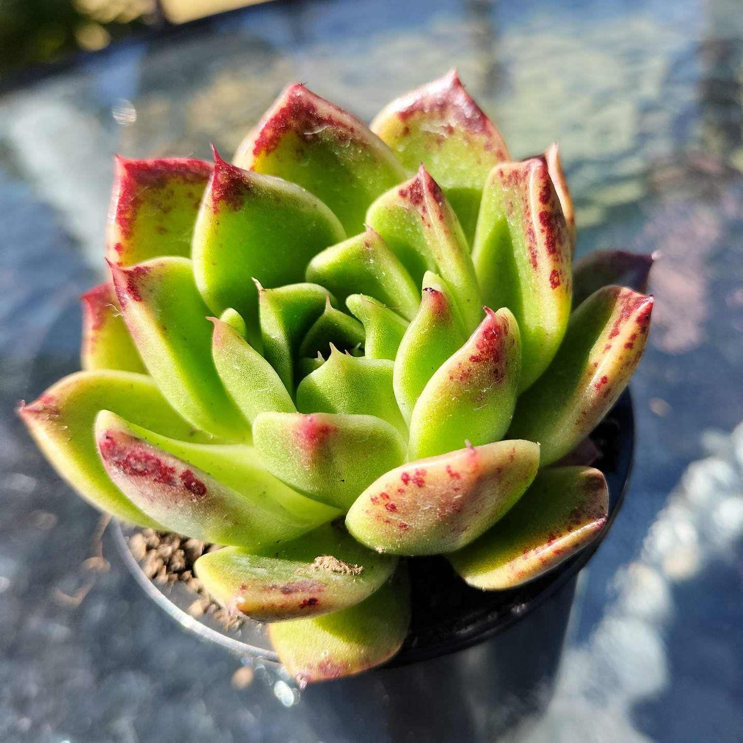 Echeveria 'Elizabeth' "Korean Form"