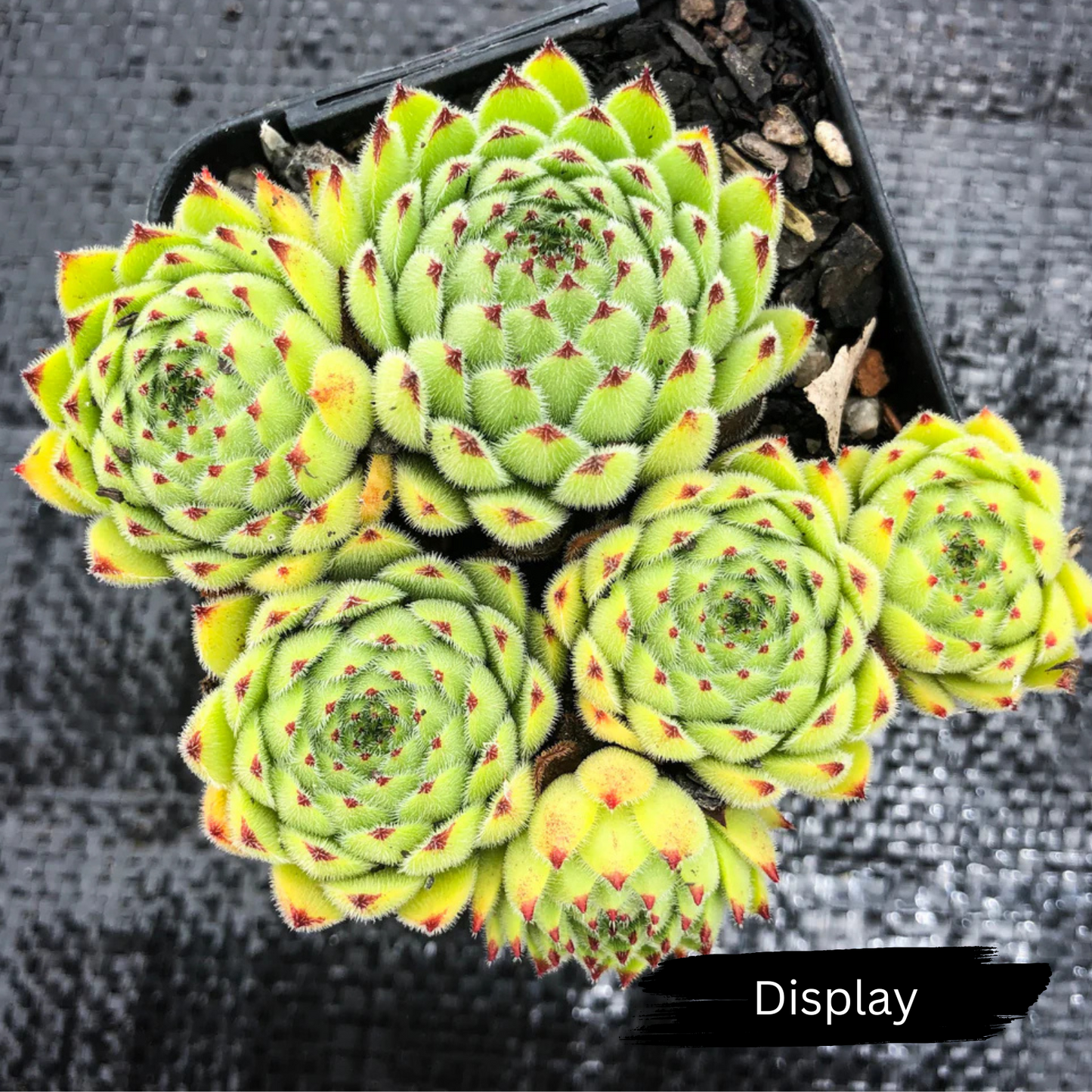 Sempervivum ‘Emmchen’