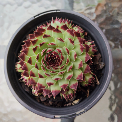 Sempervivum Calcareum 'Extra'