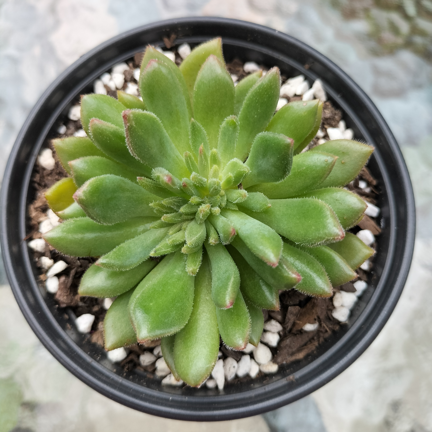 Echeveria 'Fantasia Carol'