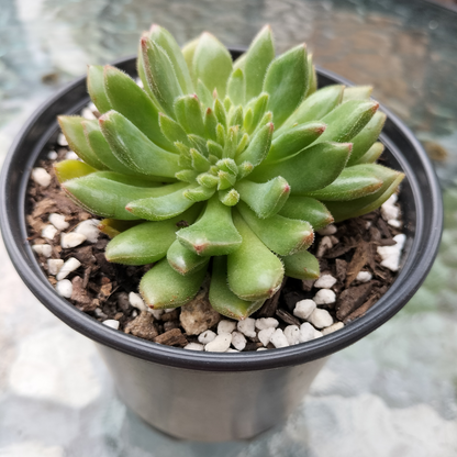 Echeveria 'Fantasia Carol'