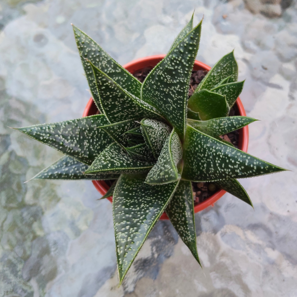 Gasteria 'Flow'