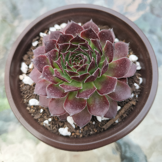 Sempervivum 'Gabrielle'