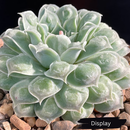 Echeveria 'Gilo x Raindrops' ('Heart's Choice')