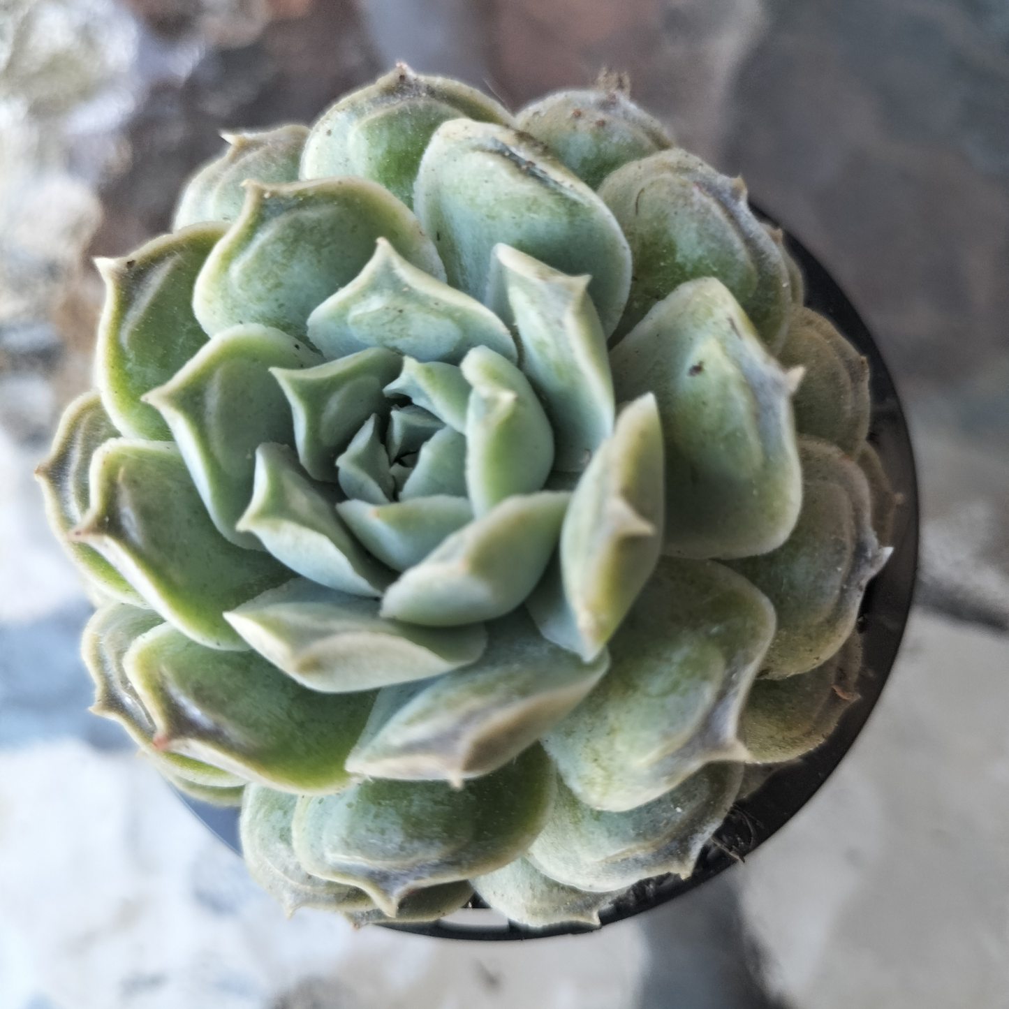 Echeveria 'Gilo x Raindrops' ('Heart's Choice')