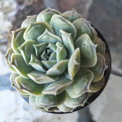 Echeveria 'Gilo x Raindrops' ('Heart's Choice')