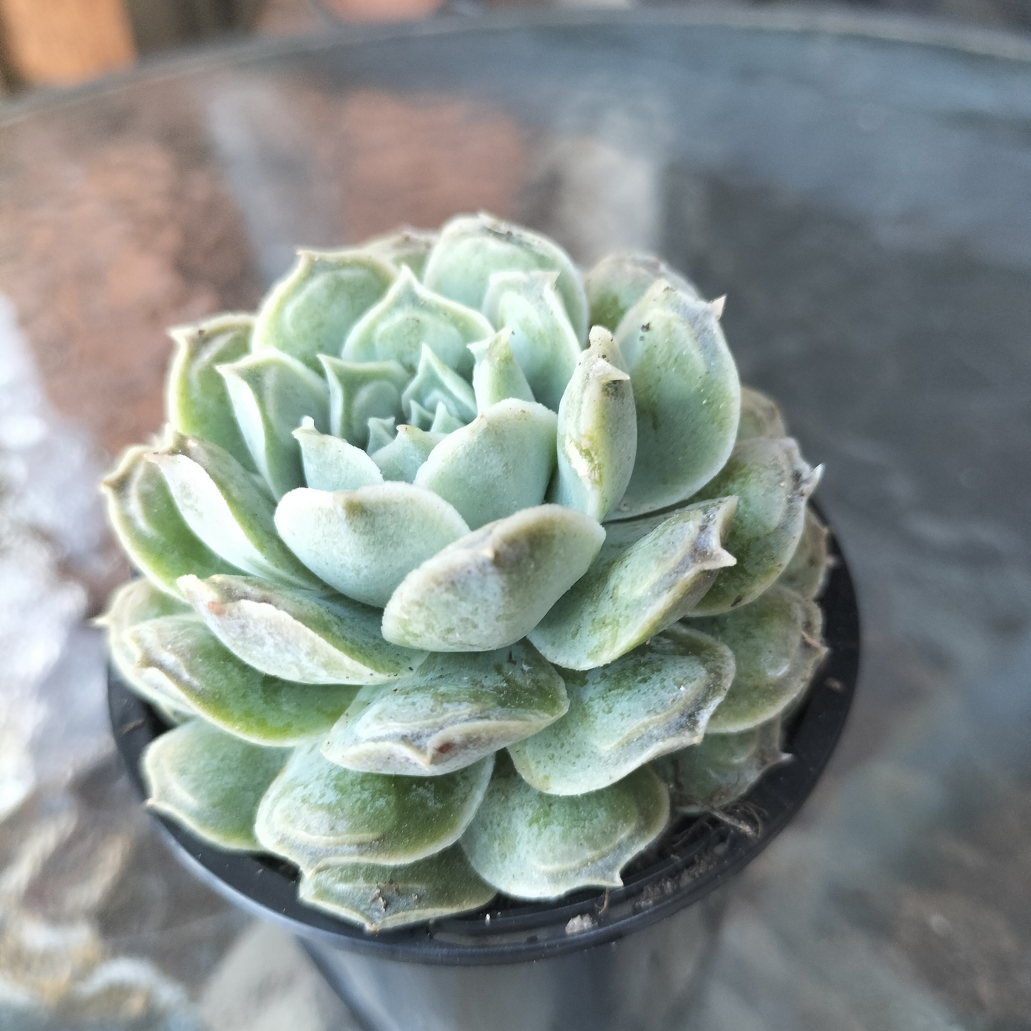 Echeveria 'Gilo x Raindrops' ('Heart's Choice')