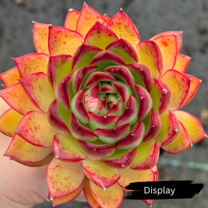 Echeveria 'Giselle'