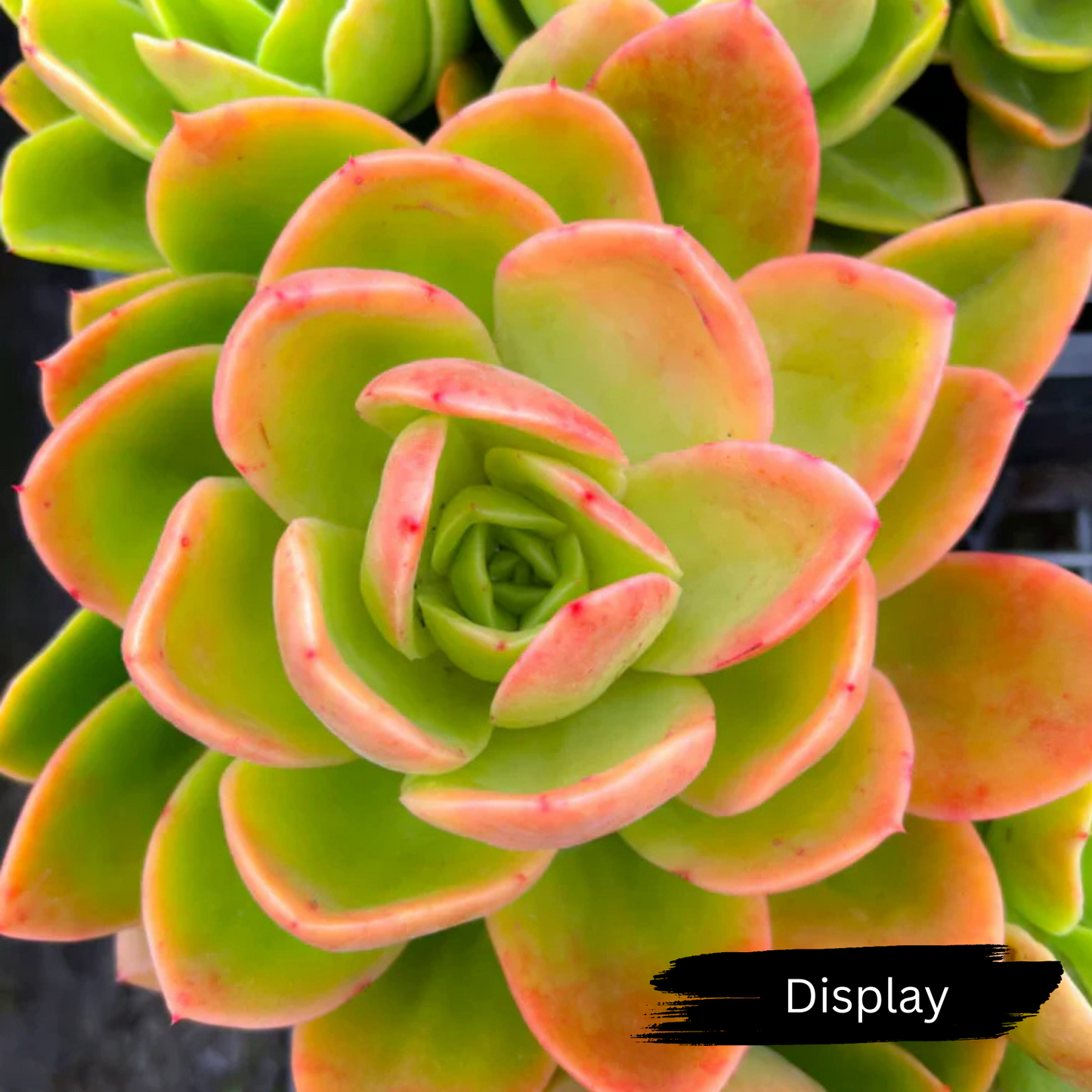Echeveria 'Golden Glow'