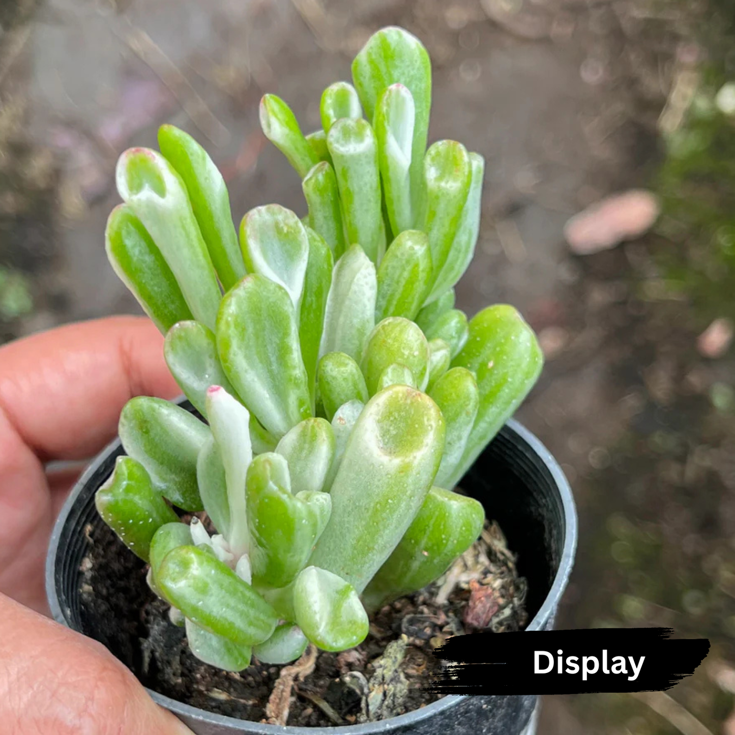 Crassula ovata ‘Gollum’ variegated