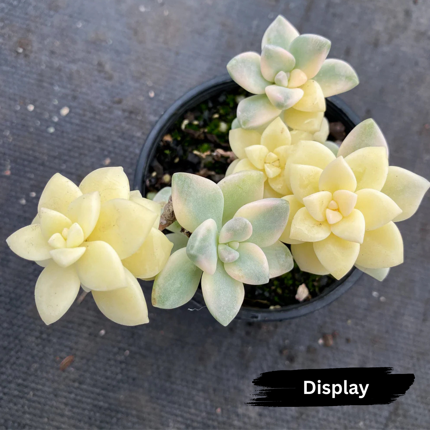 Graptopetalum 'paraguayense ssp. bernalense' variegata