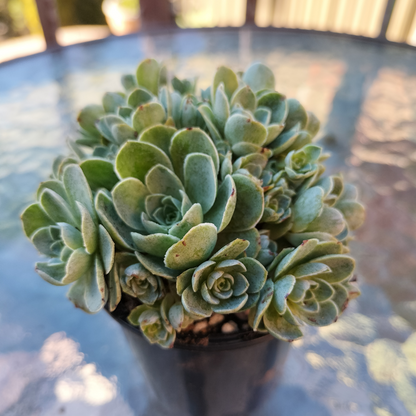 Greenovia Dodrentalis (CLUSTER)