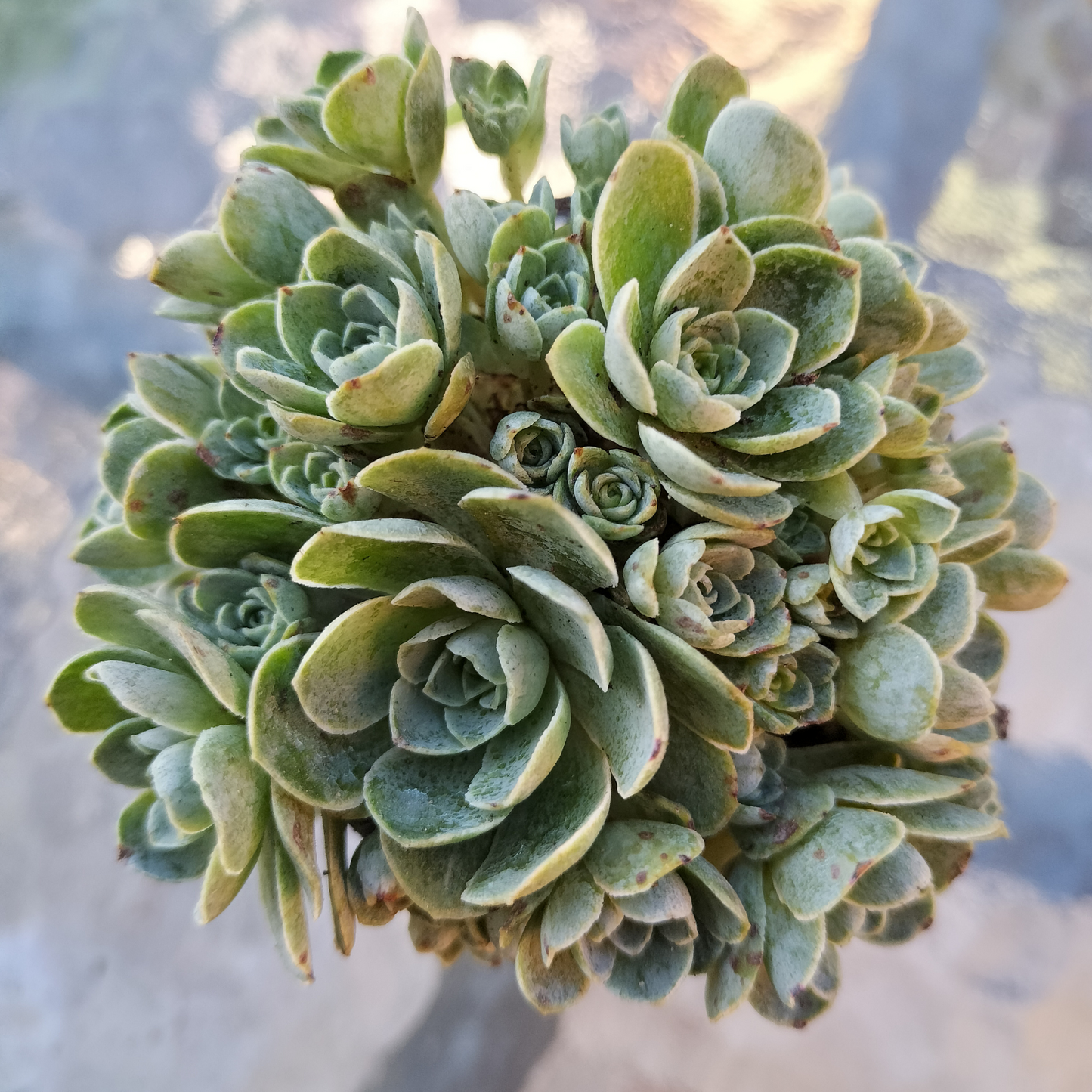 Greenovia Dodrentalis (CLUSTER)