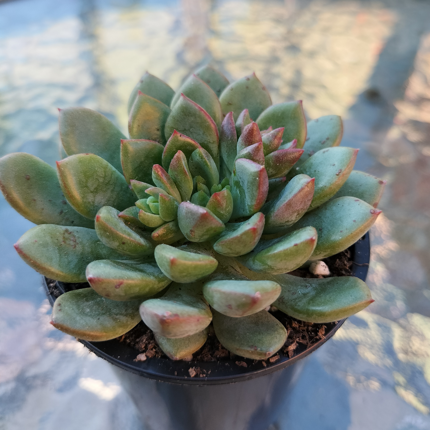 Echeveria Gusto