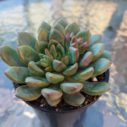 Echeveria Gusto