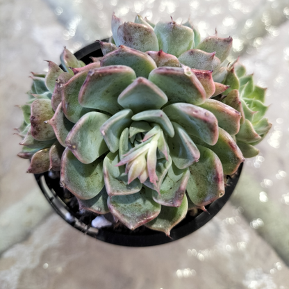 Echeveria 'Halbingeri'