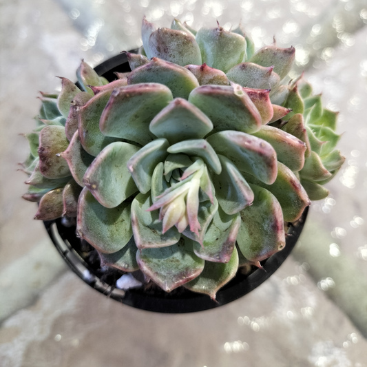 Echeveria 'Halbingeri'