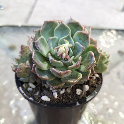 Echeveria 'Halbingeri'