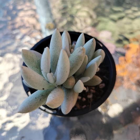 Senecio 'Haworthii'
