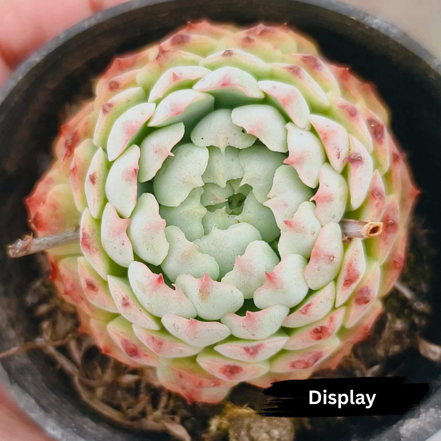 Echeveria 'Heart Throb' (CH)