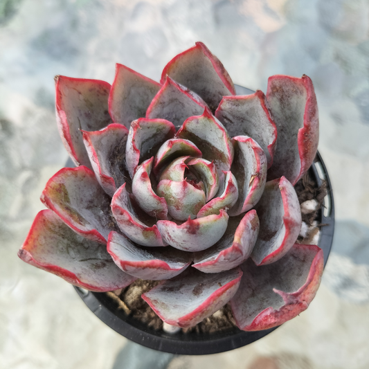 Echeveria 'Hera'