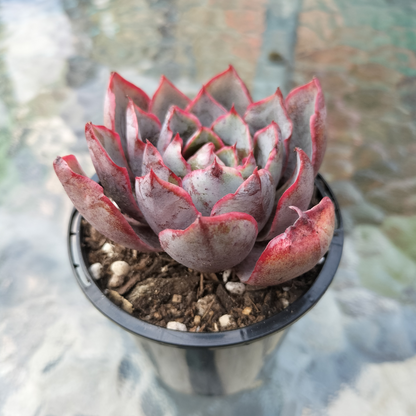 Echeveria 'Hera'