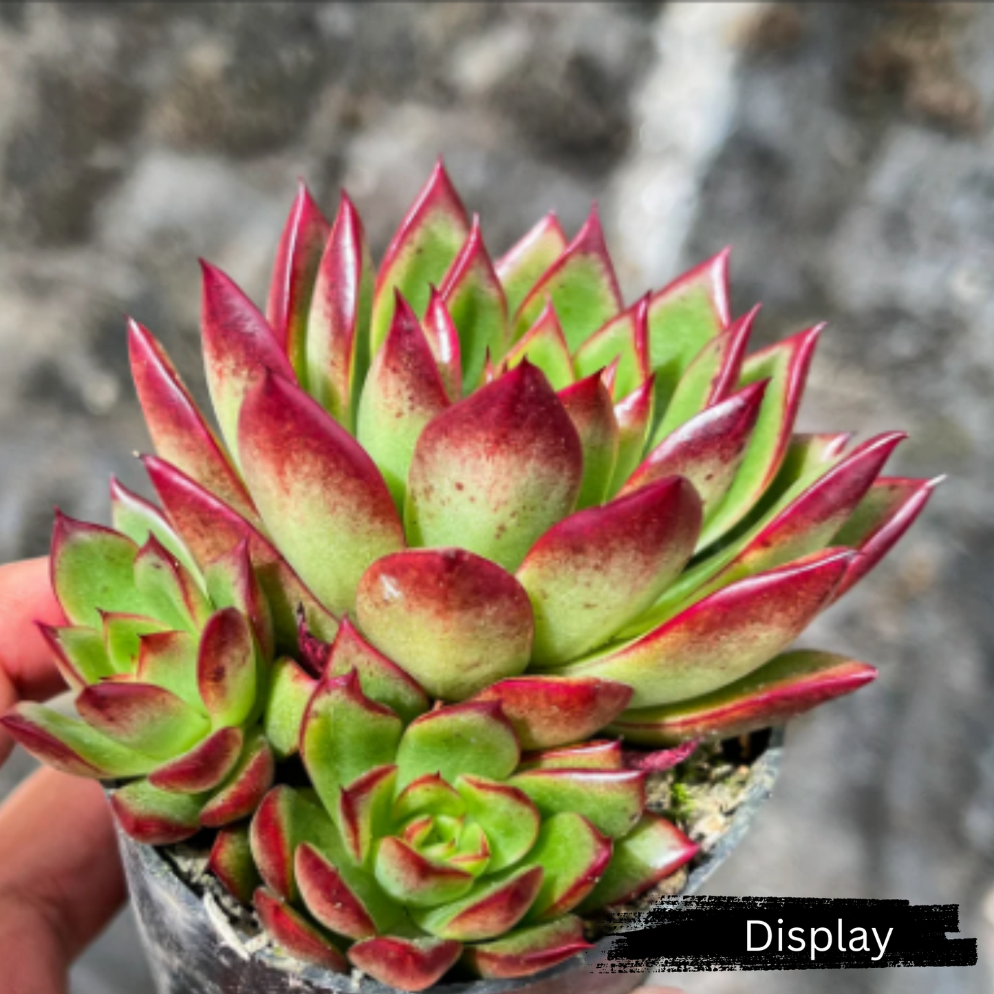 Echeveria 'Hong ye'