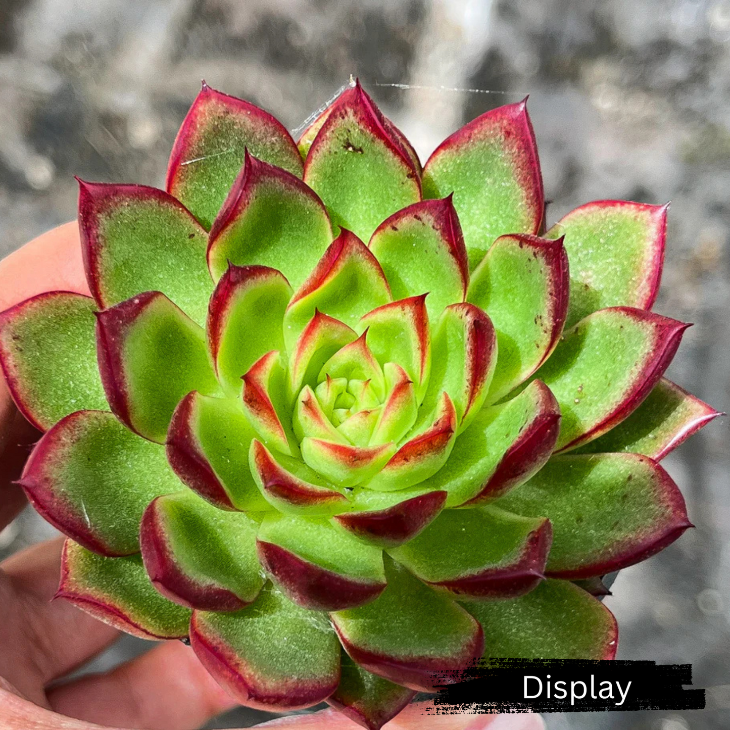 Echeveria 'Hong ye'
