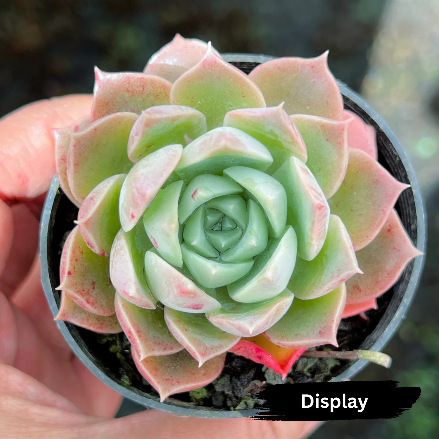 Echeveria 'Hyalina Rose'