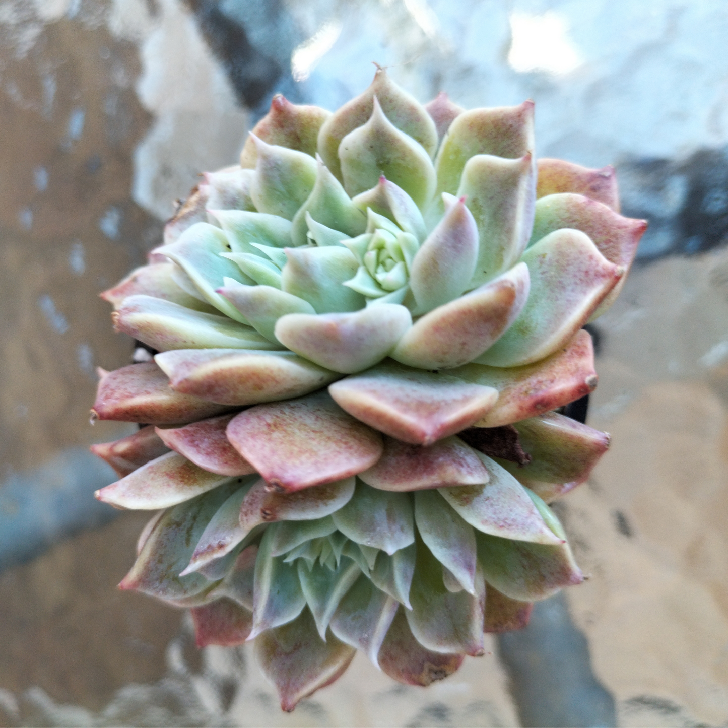 Echeveria 'Hyalina Choice'