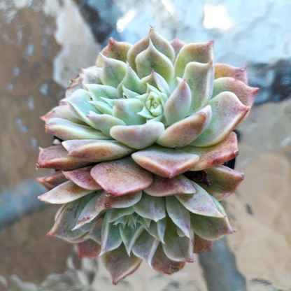 Echeveria 'Hyalina Choice'