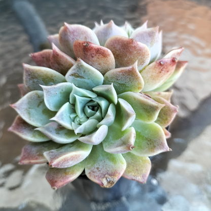 Echeveria 'Hyalina Choice'