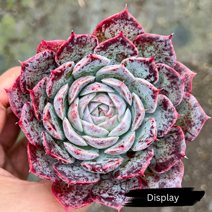 Echeveria 'Hyalina Surprise'