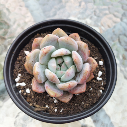 Echeveria 'Ice Orange Candy' (KRF)