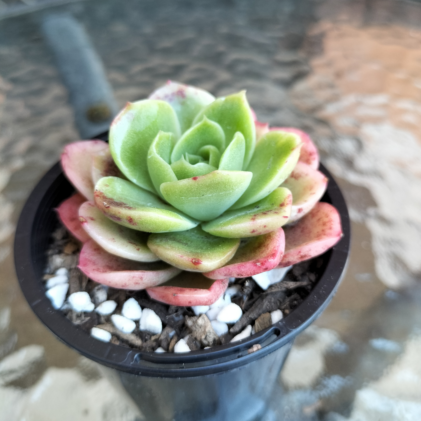 Echeveria ' Ice Rose'