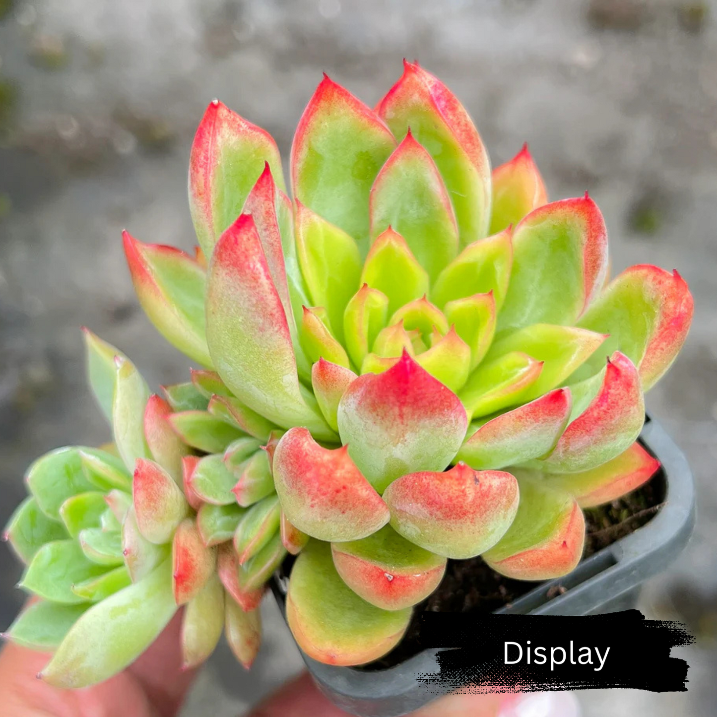 Echeveria 'Iceberg Queen' (Korean)