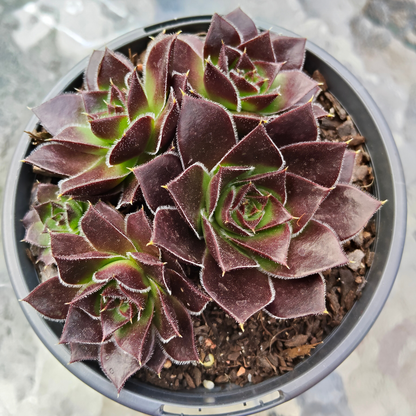 Sempervivum 'Inferno'