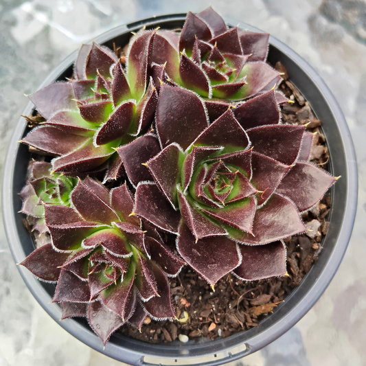 Sempervivum 'Inferno'