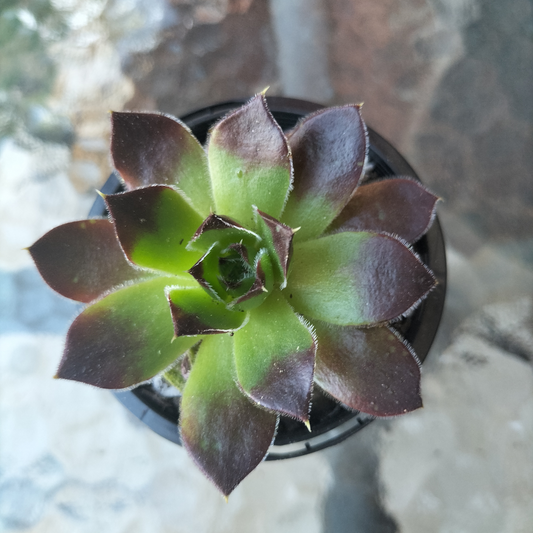 Jovibarba heuffelii 'Inferno'