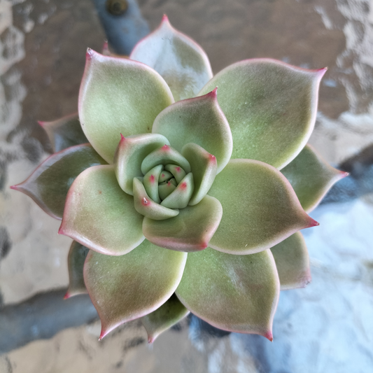 Echeveria agavoides 'Jade star'