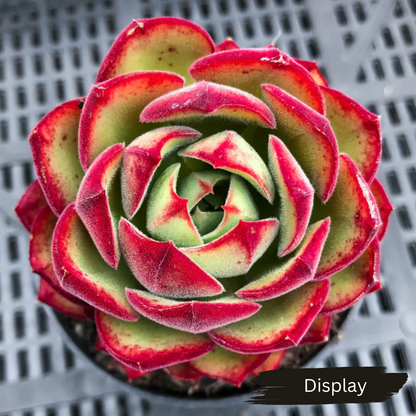 Echeveria cv. Joan Daniel