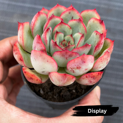Echeveria poldensis 'Kevin'