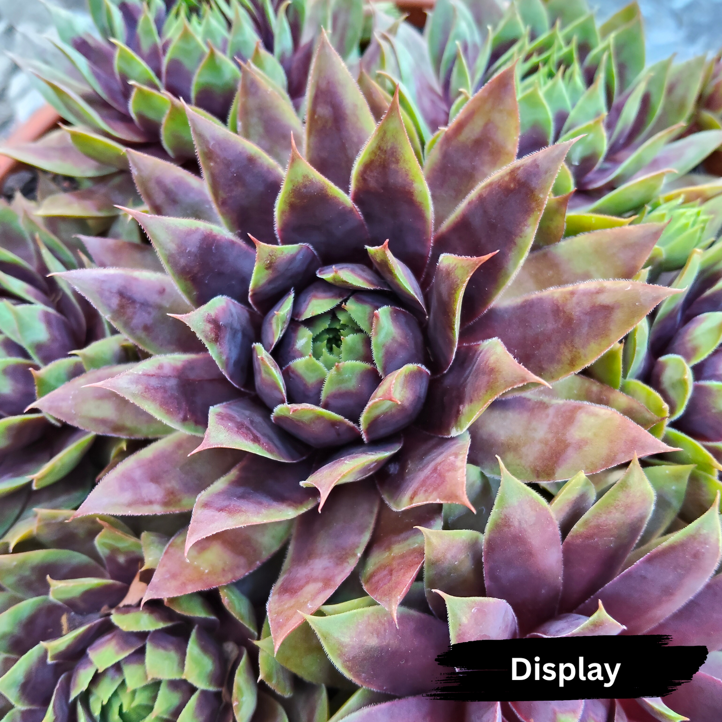 Sempervivum 'Killer''